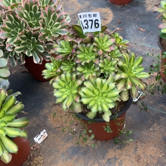 376韶华法师不包断枝