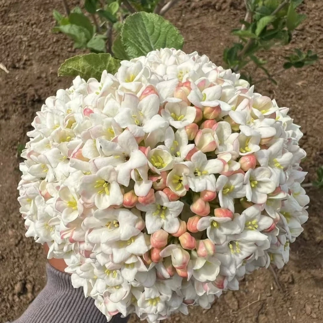【千行园艺】红蕾雪球芳香荚蒾盆苗庭院花园植物