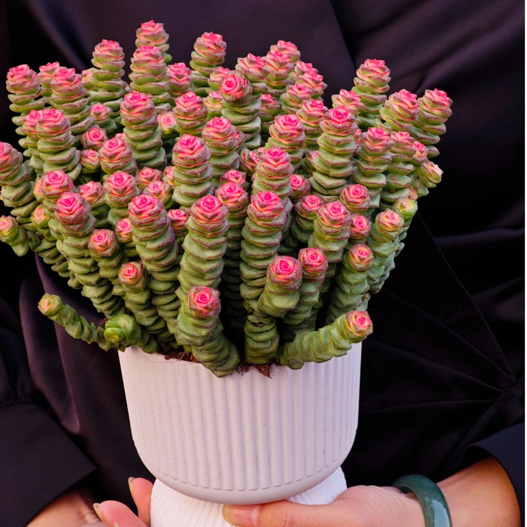 钱多多中号50-60个头起发ZQ 婷姐园艺好看好养新手闭眼入一单包邮