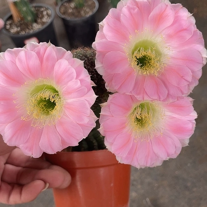 小晒伤福利出丽花杂