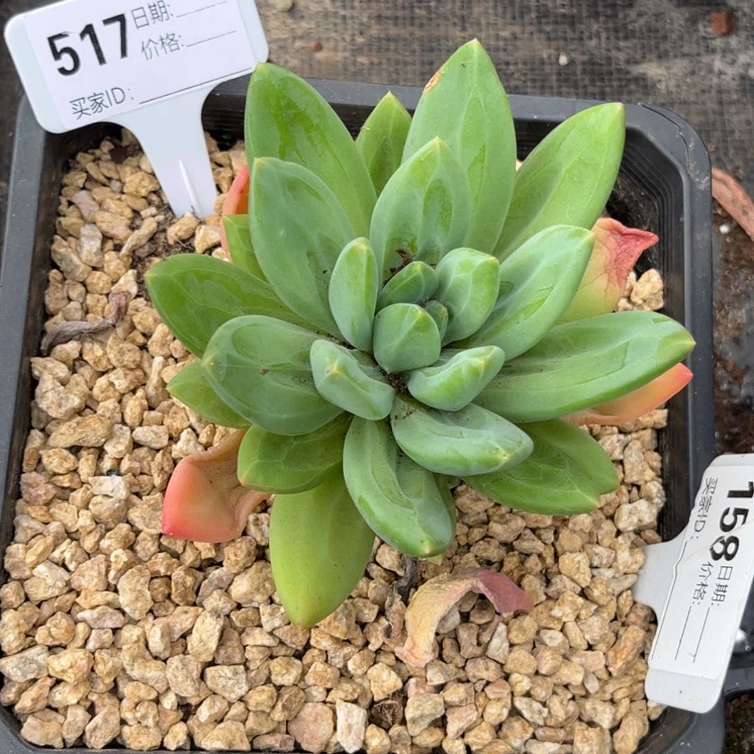 海洋之歌优选多肉植物517