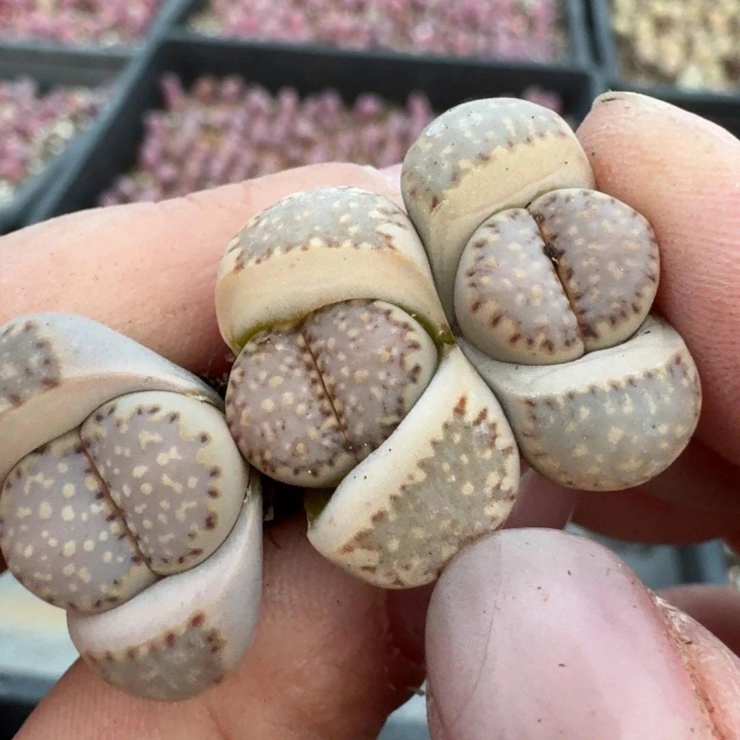 840三颗饼干000000000000