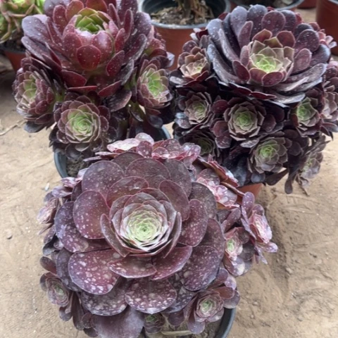 948多肉植物组合