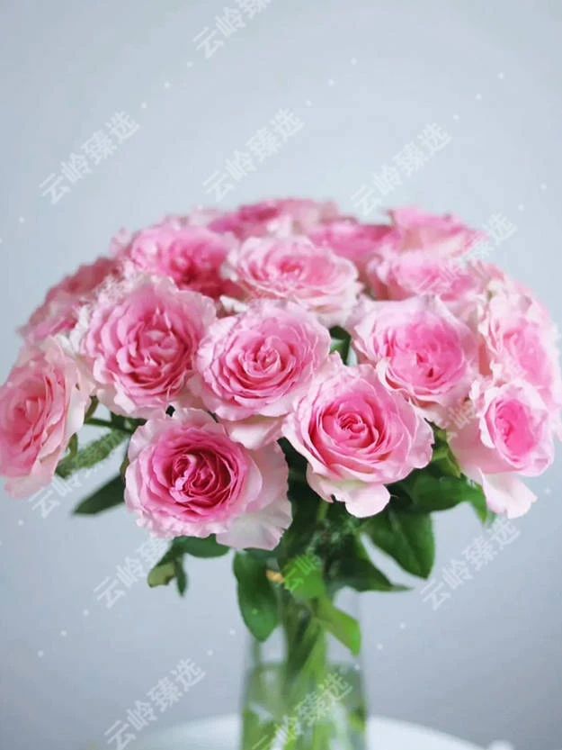 慎拍！买玫瑰！补顺丰！鲜切花玫瑰【阿晶专属】