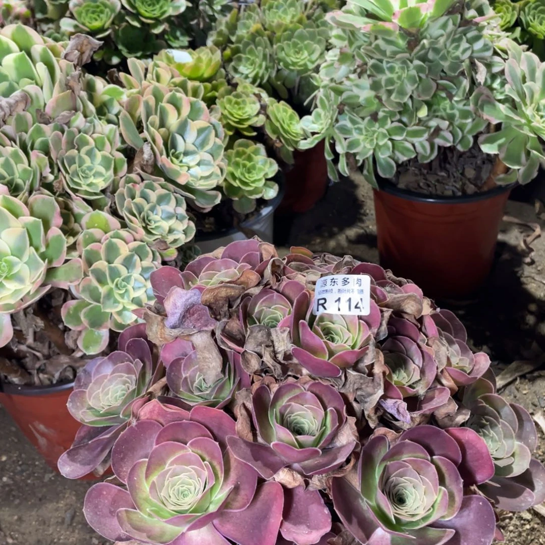 114魅金玫瑰多肉法师断枝不包