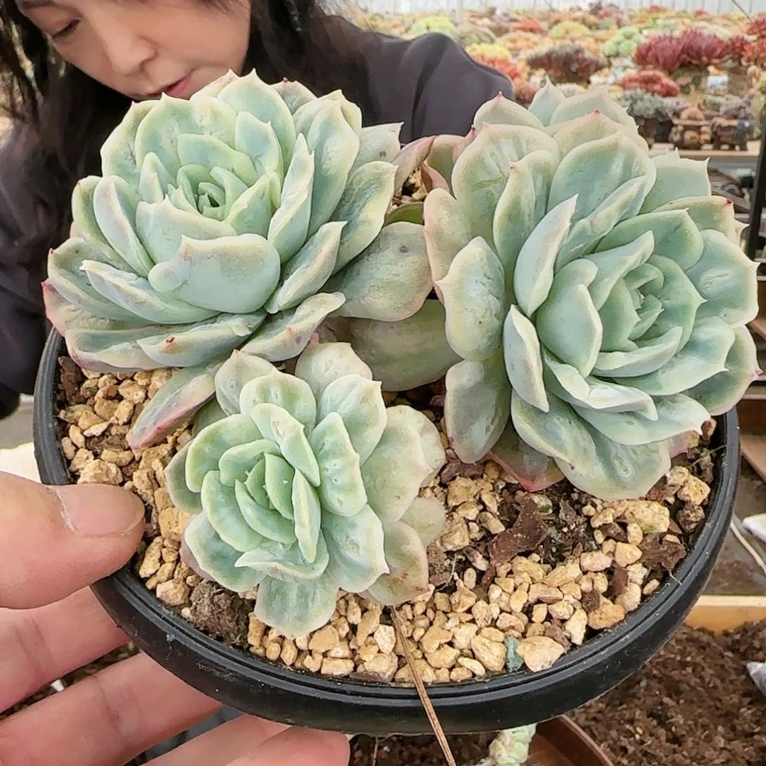 梅****h梅兰竹菊，泡泡纱裙，4头140   肉