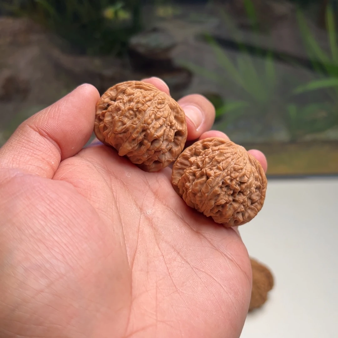 把件文玩核桃唐狮38 37 31+甲