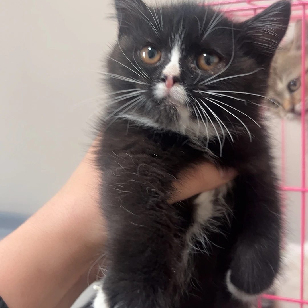 英短奶牛小妹妹68天