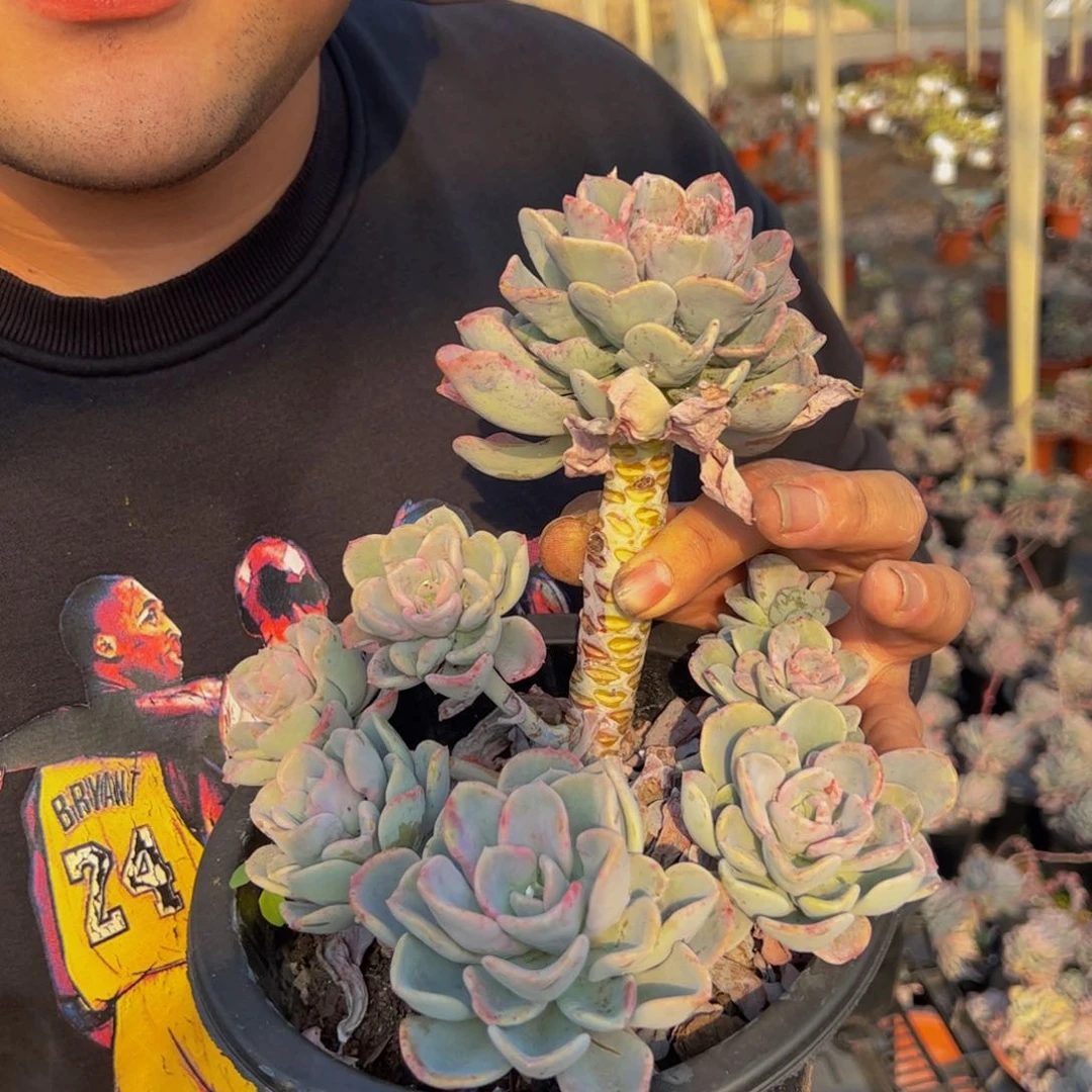 美尻单头带仔大盆四头起发