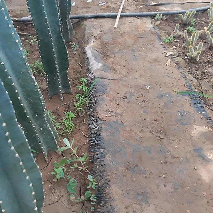 @*芳20毫升爆芽素1瓶