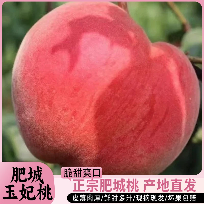 肥城莱山蜜薄皮裹着嫩肉脆爽咬开脆爽得带嚼劲肉嫩多汁清冽沁心