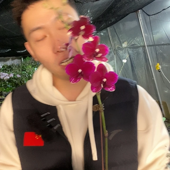 无花朵胭脂蝴蝶兰