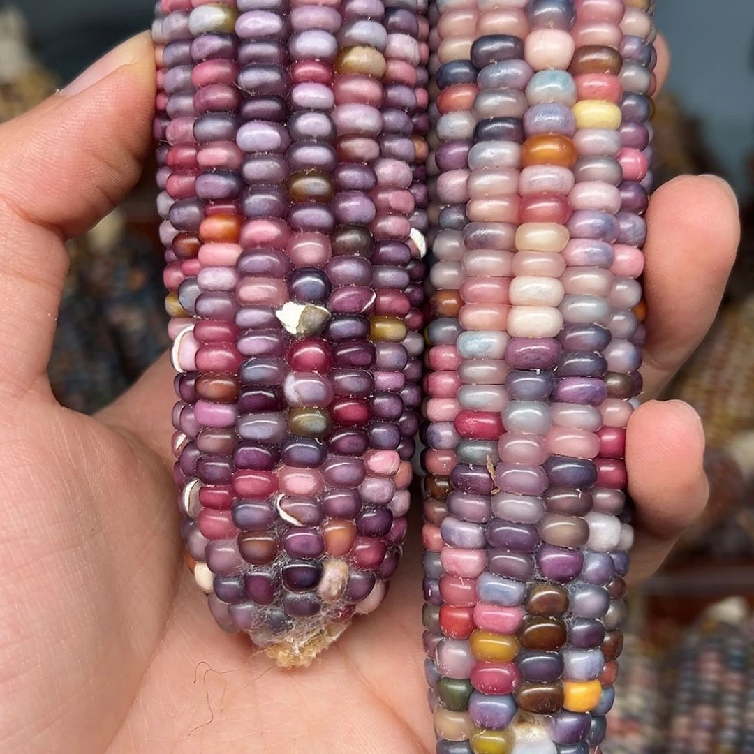 h**a文玩玉米毛料精品