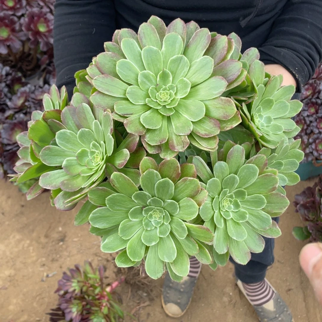 莲花座多肉法师断枝不包