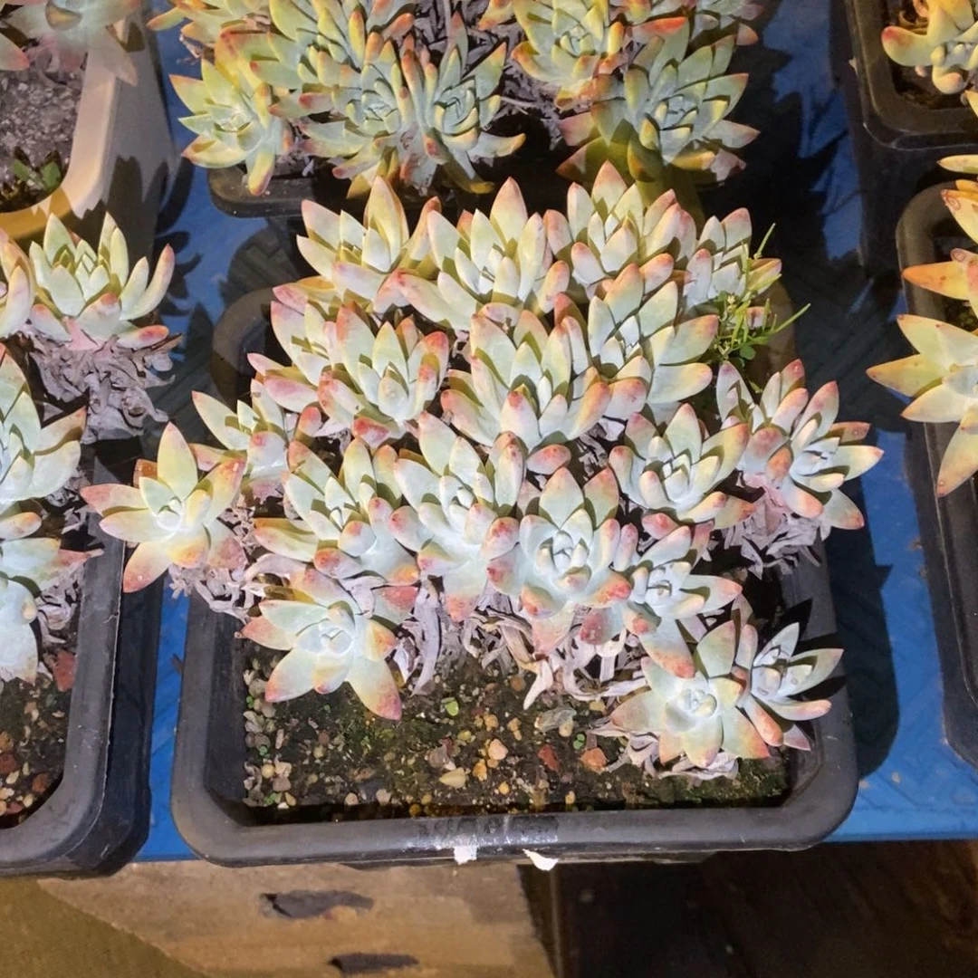 福利4号白姆多肉植物