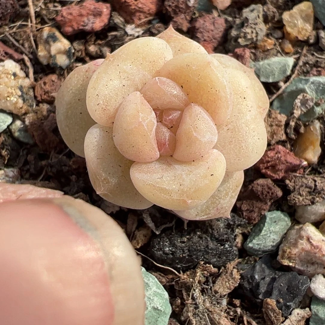 小卡拉米糖心一物一拍