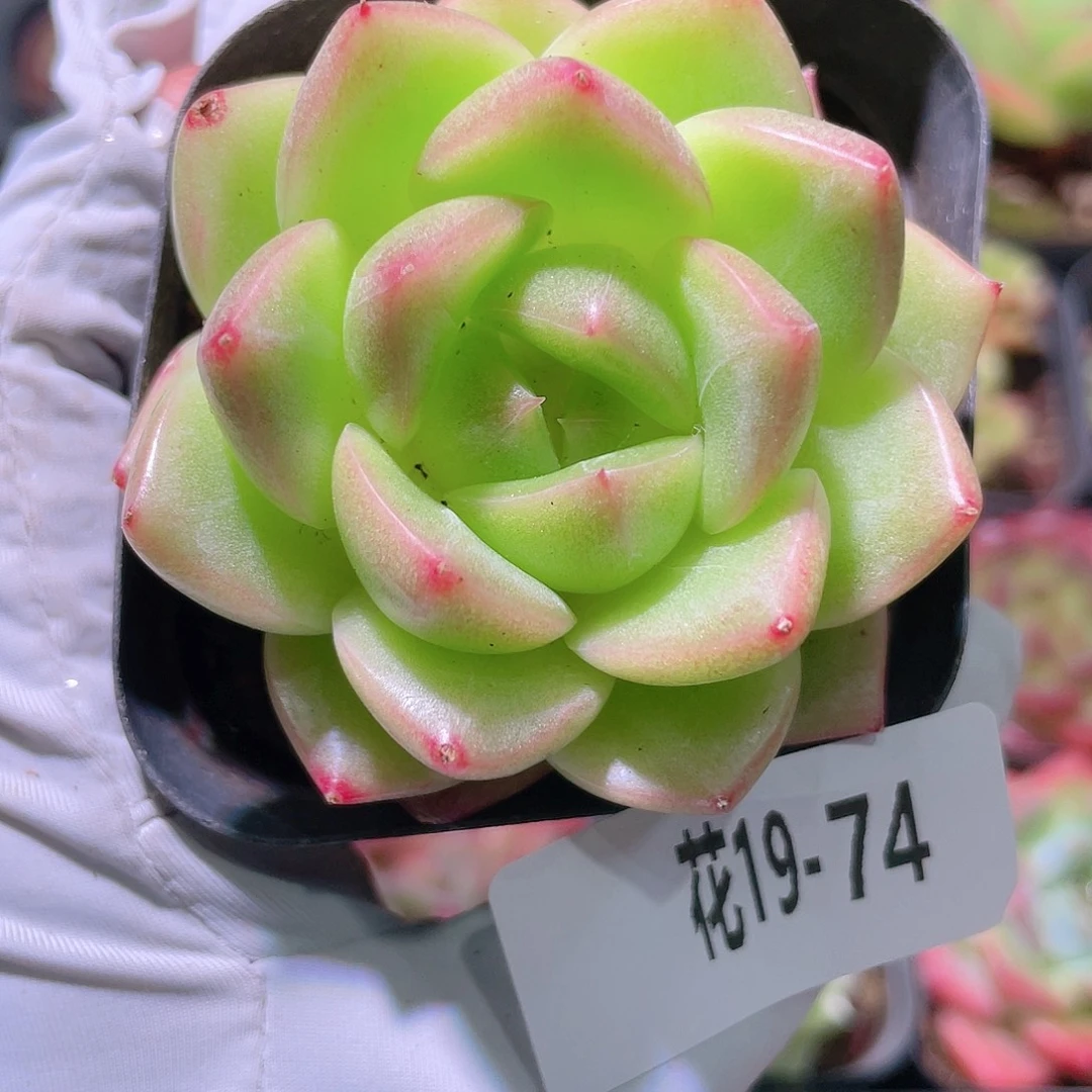 花利美19-74新品
