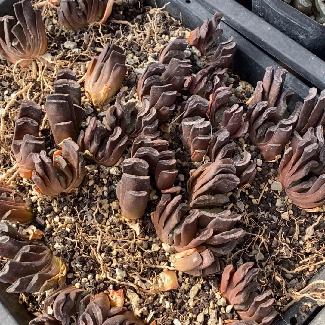 2826 一颗玉扇 有锦基因 炸弹福利