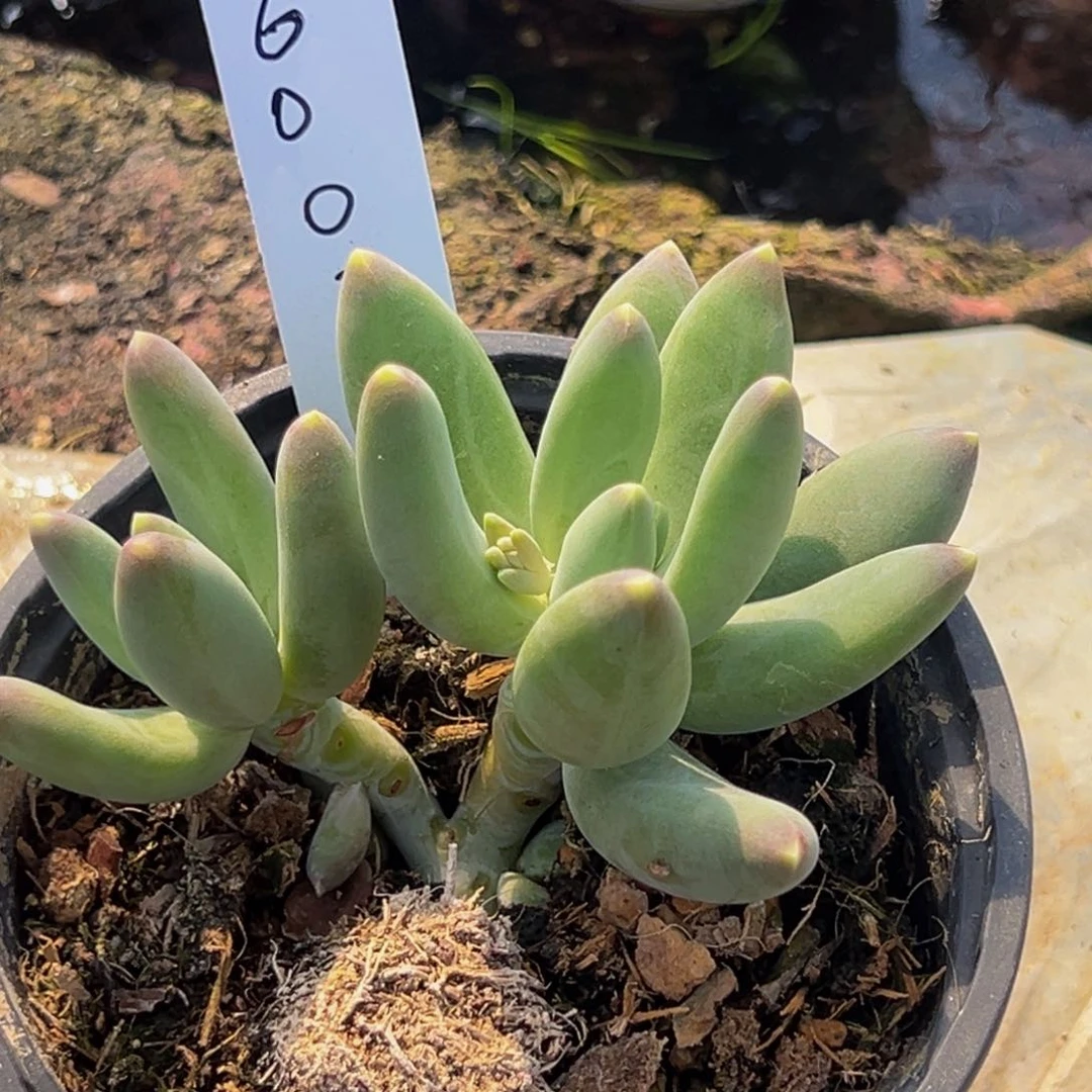 6003号下午多肉植物群生吃饭啦