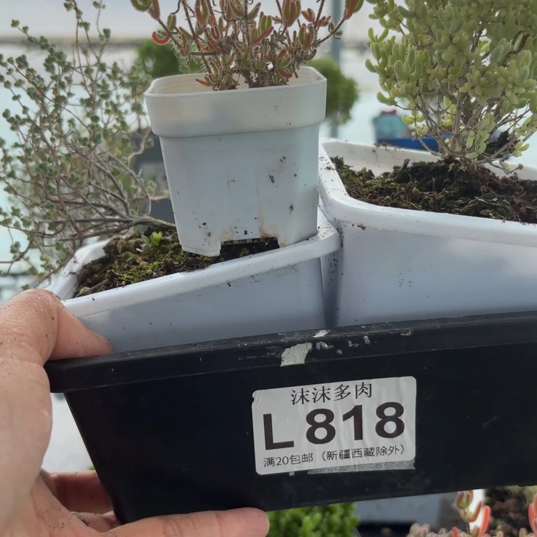 嗯***࿐818米粒锦组合福利和莱斯