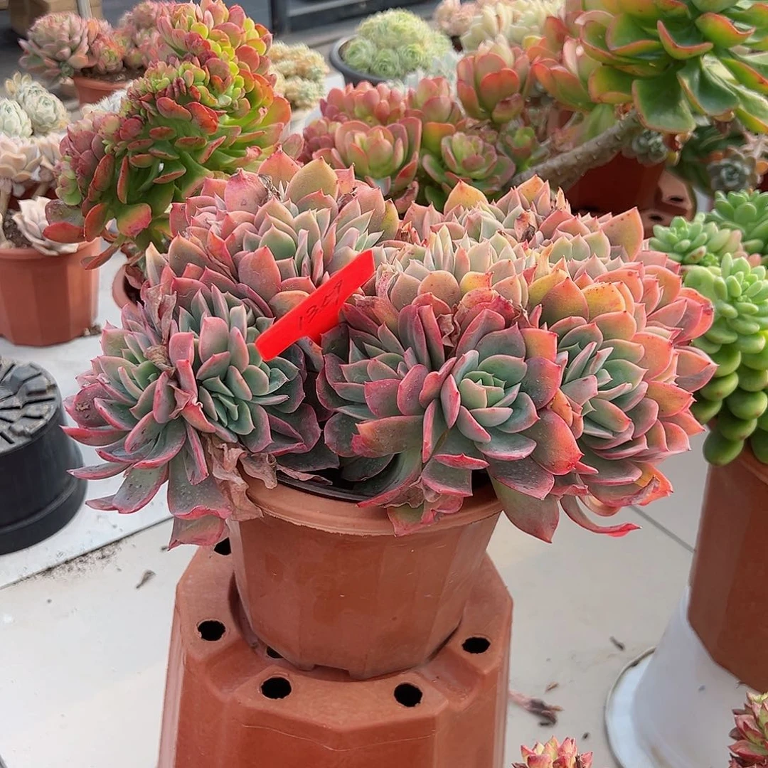 玉***?1359绮罗多肉植物