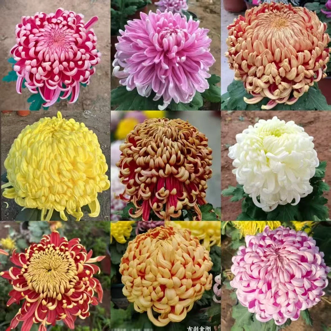 国华系列[大花富贵菊]九月菊花苗大型花好养护简单耐寒耐旱