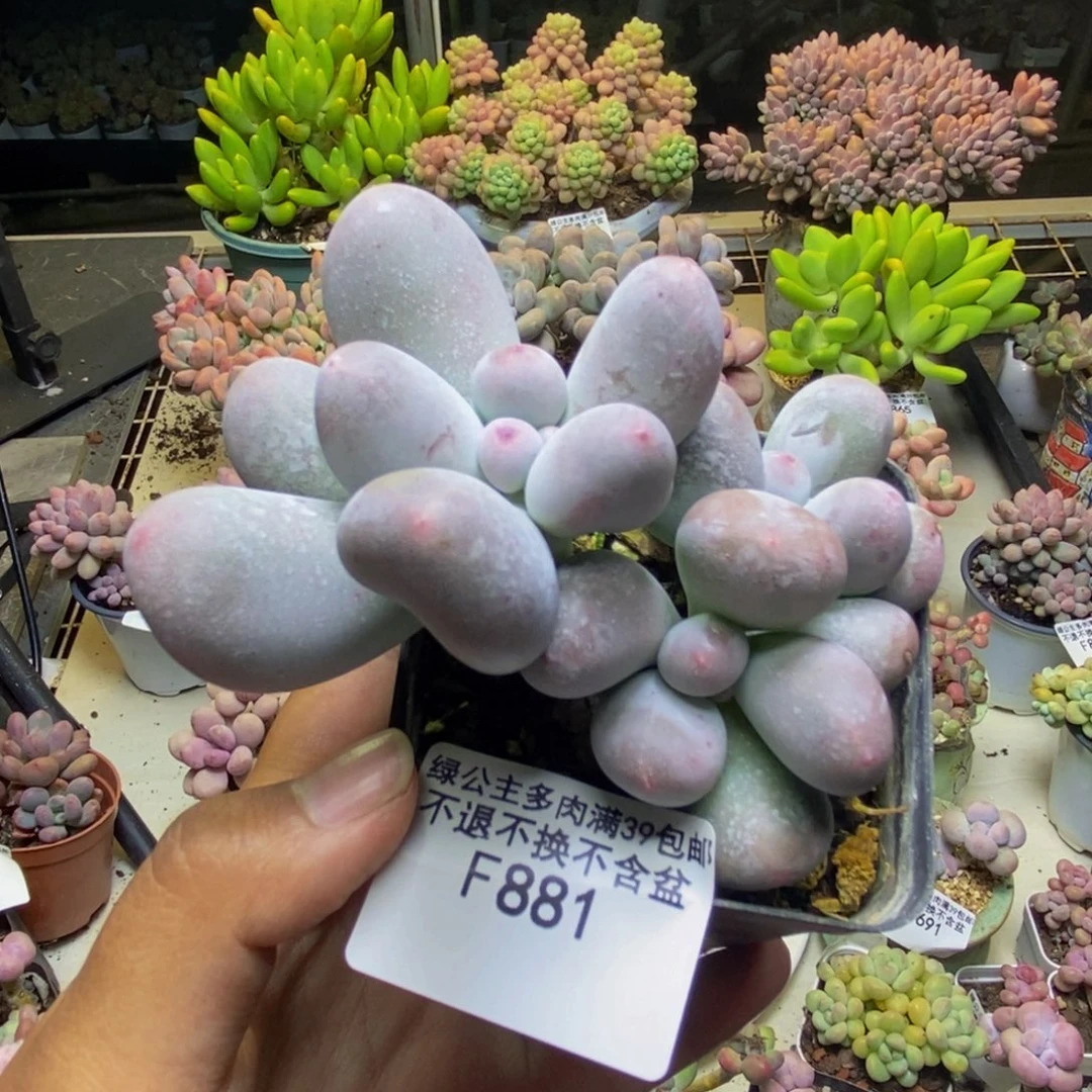 夏***河881米可奶多肉8cm