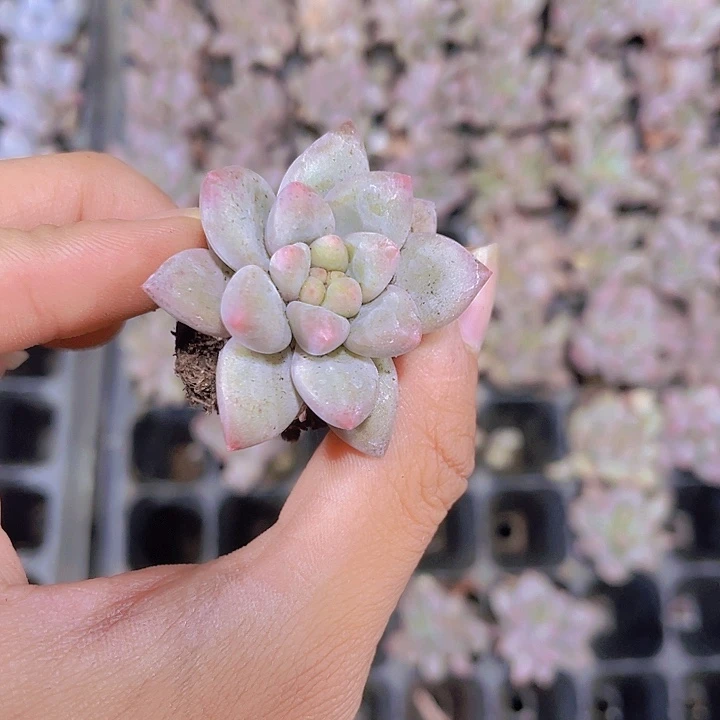 精品红蜻蜓多肉植物