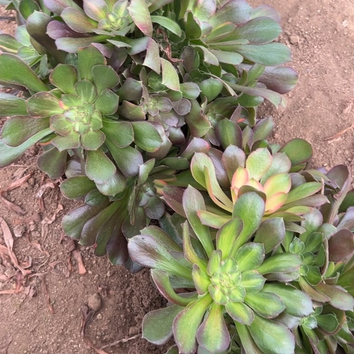 多肉植物大七彩两颗不售后