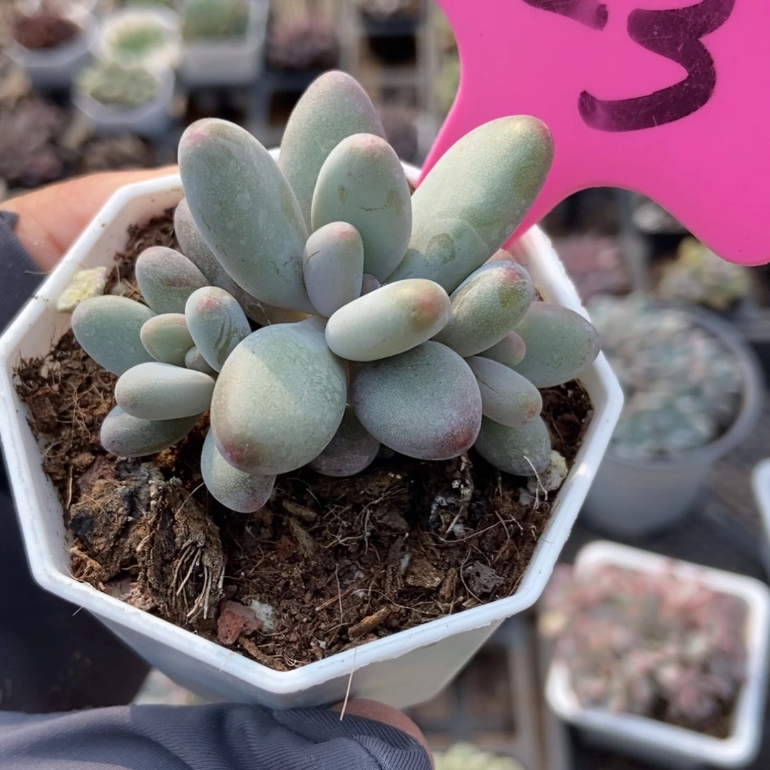 123白兰地多肉植物