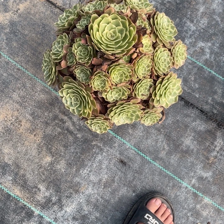 21号宝塔老桩粉花妖