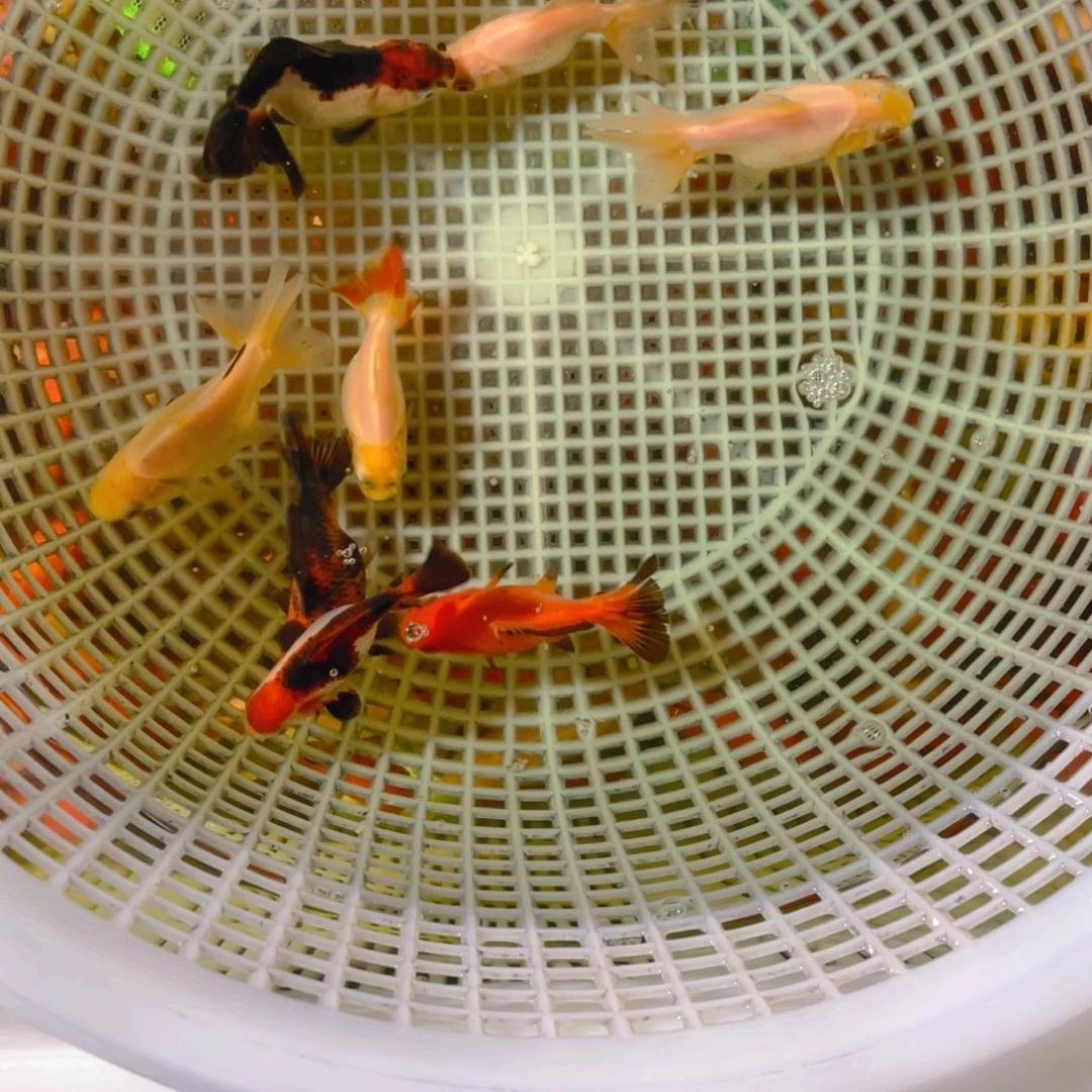 海水鱼花泰狮金鱼9号