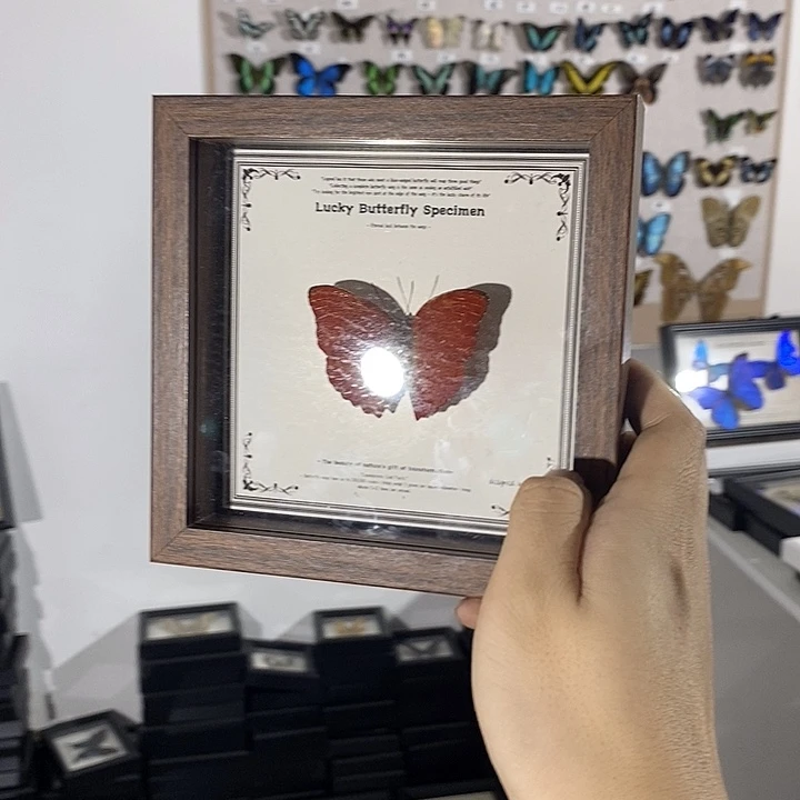蝴蝶标本定制链接