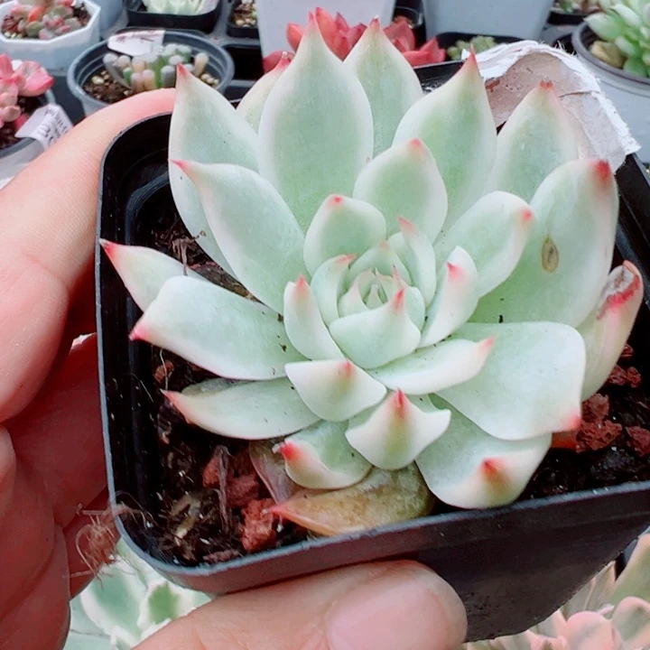 吉娃娃锦多肉植物福利 额355