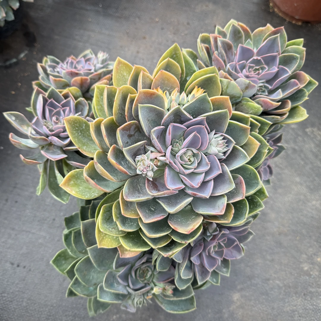 精品多肉老桩【大琼斯】【轻微断枝不售后】