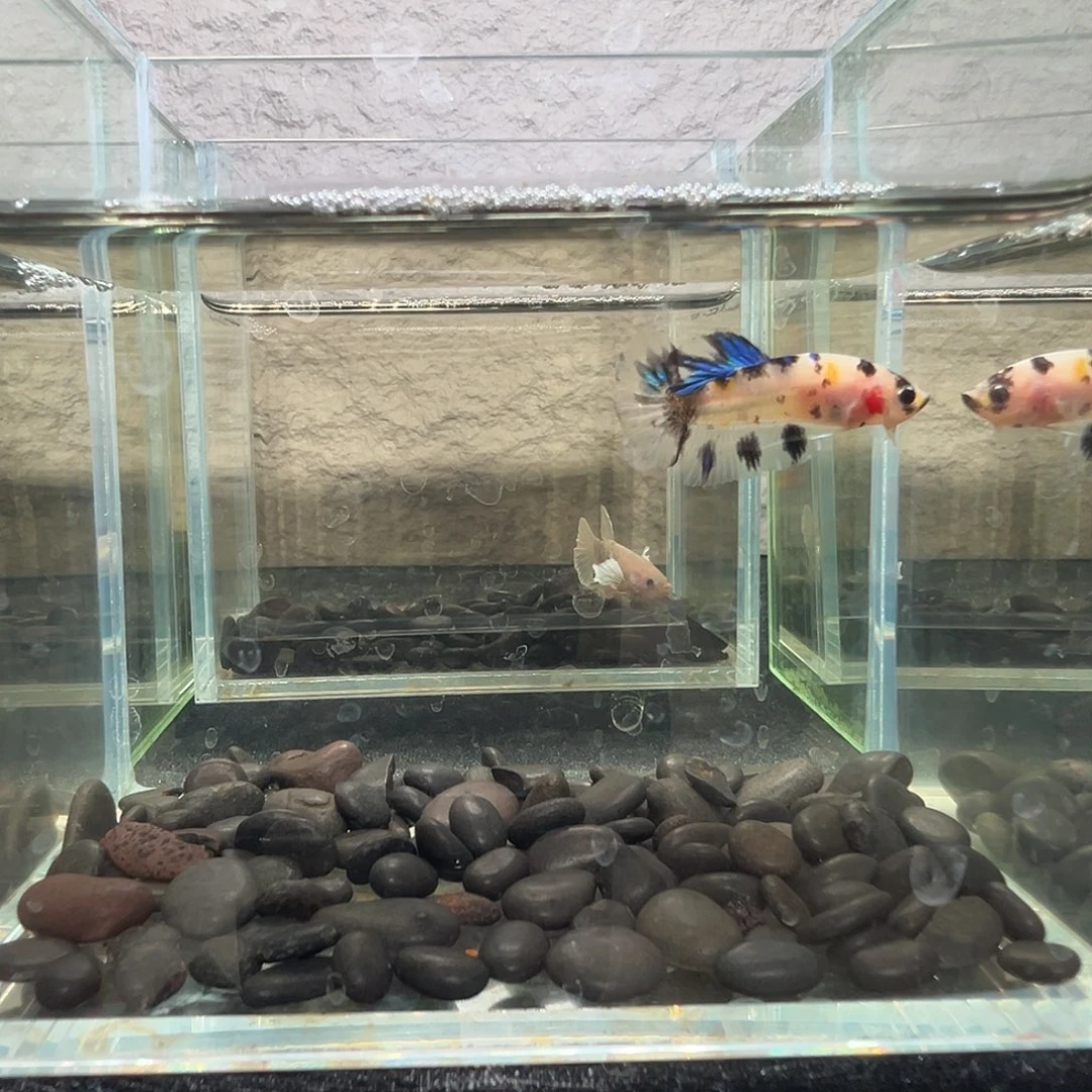 斗鱼阿浩泰斗14日51