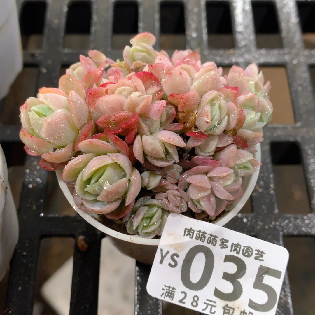 肉萌萌拇指盆精控多肉YS035