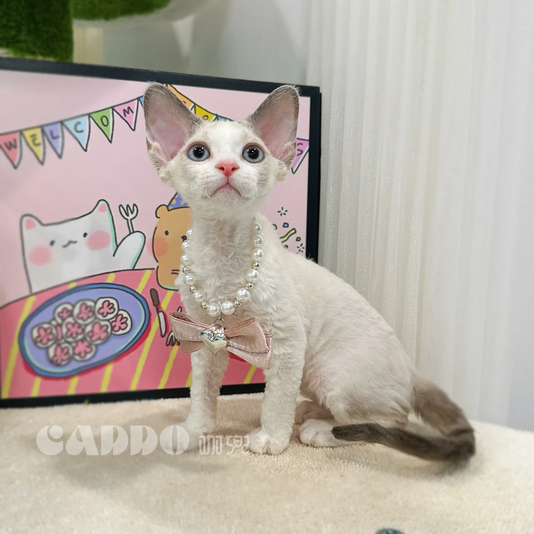Caddo德文卷毛猫-海豹正开脸蓝眼弟弟（小青提）