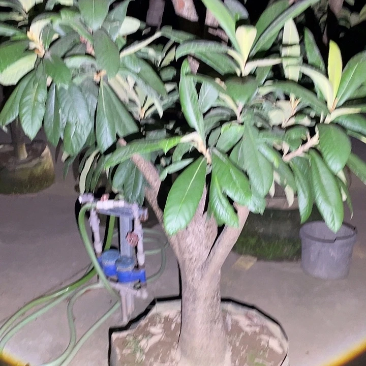 胖***娃完全开放果树88888888