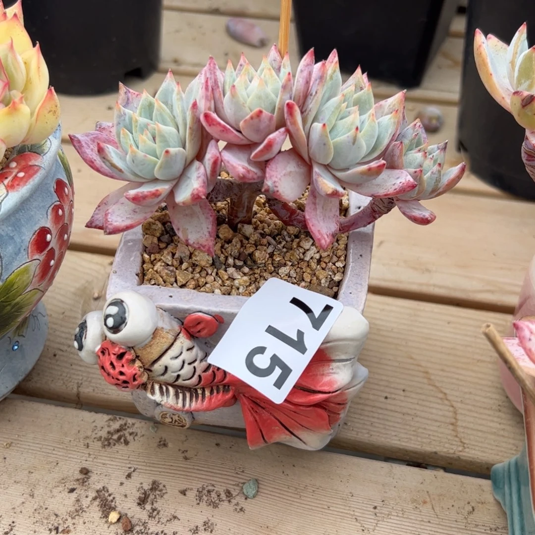 ?****嘤715 多肉植物组合