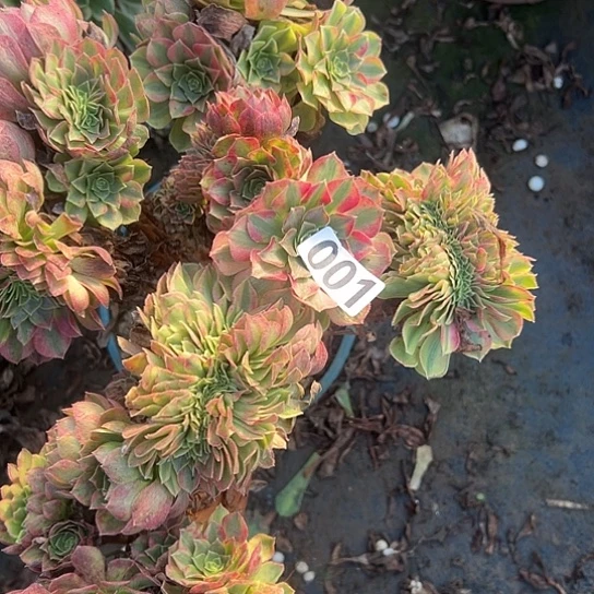 用***君多肉植物一个轮回001
