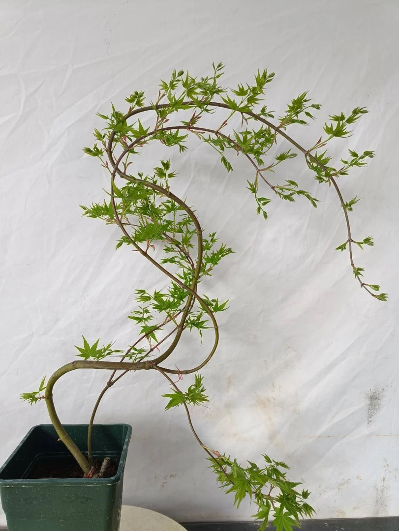 青叶流泉留钱枫树盆栽绿植日系造景艺境花卉茶室书桌庭院