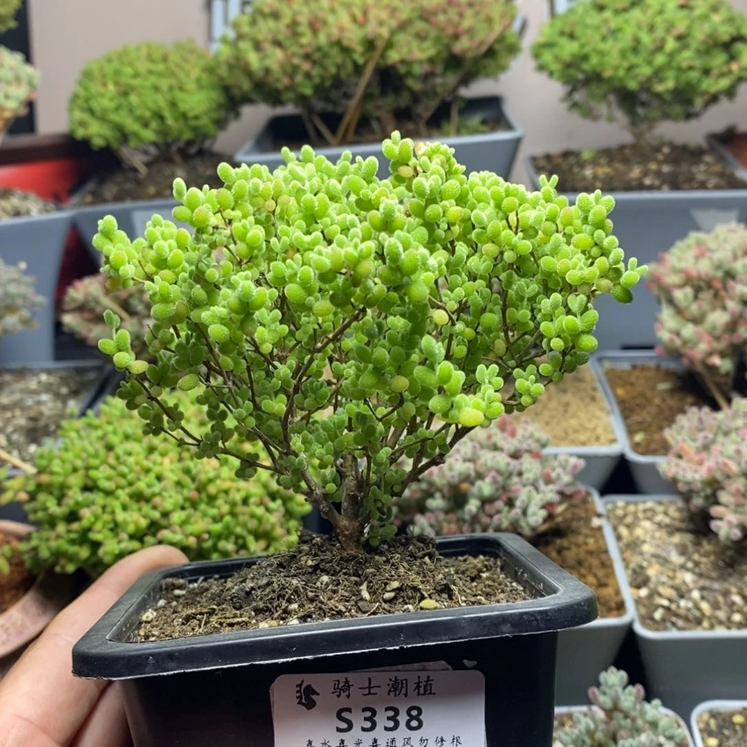 338蜜橘糖球枝干