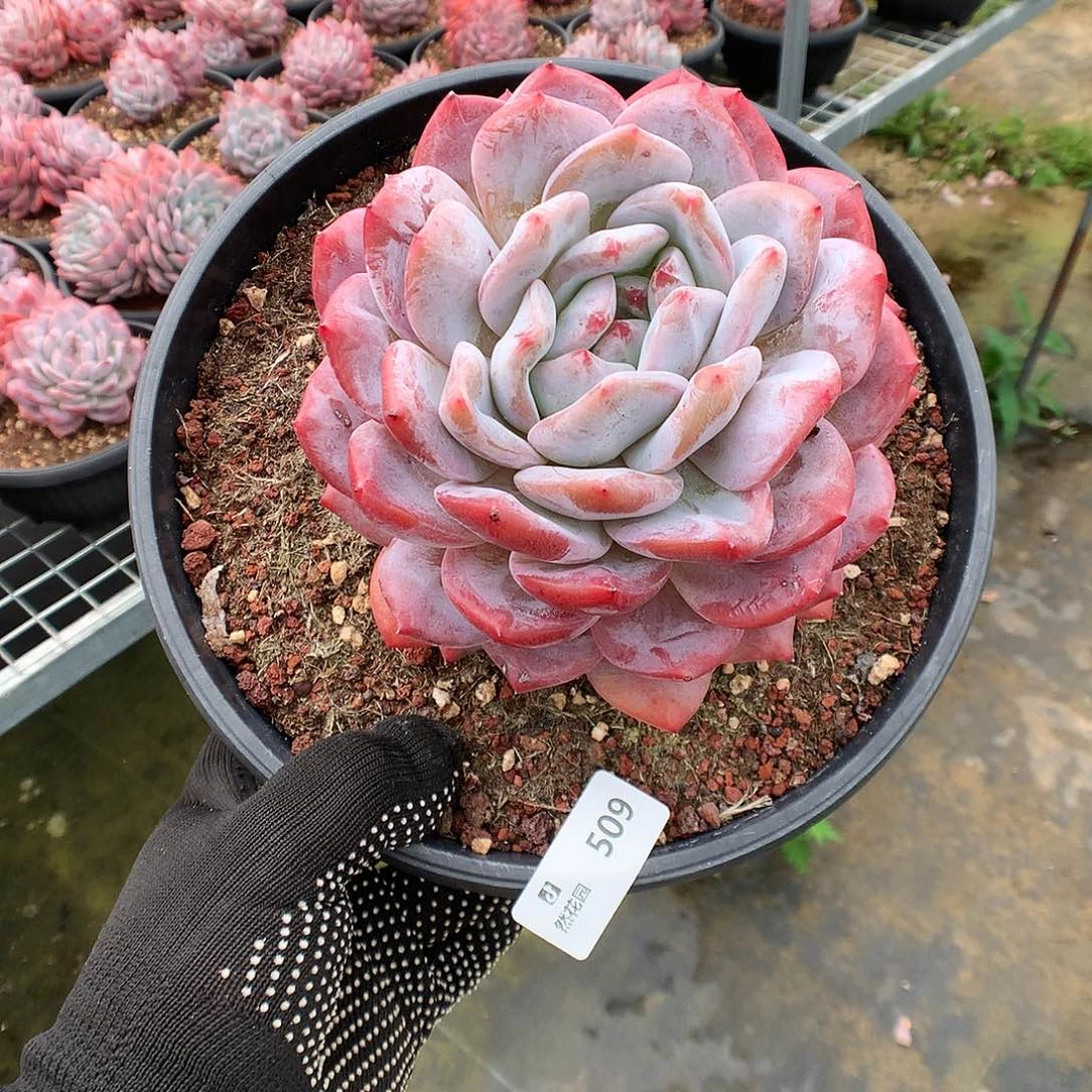 509梦露多肉植物666