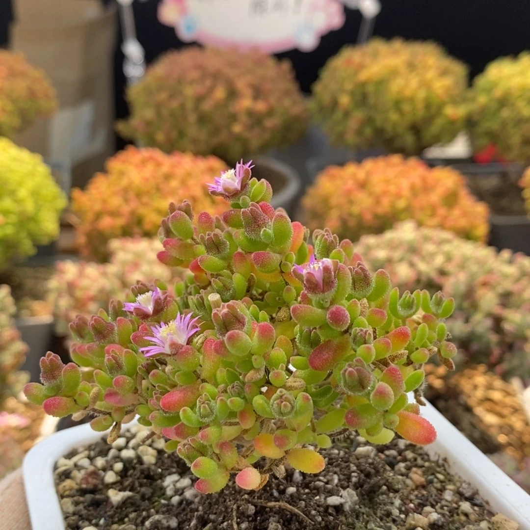 ?****?红宝石1039枝干番杏