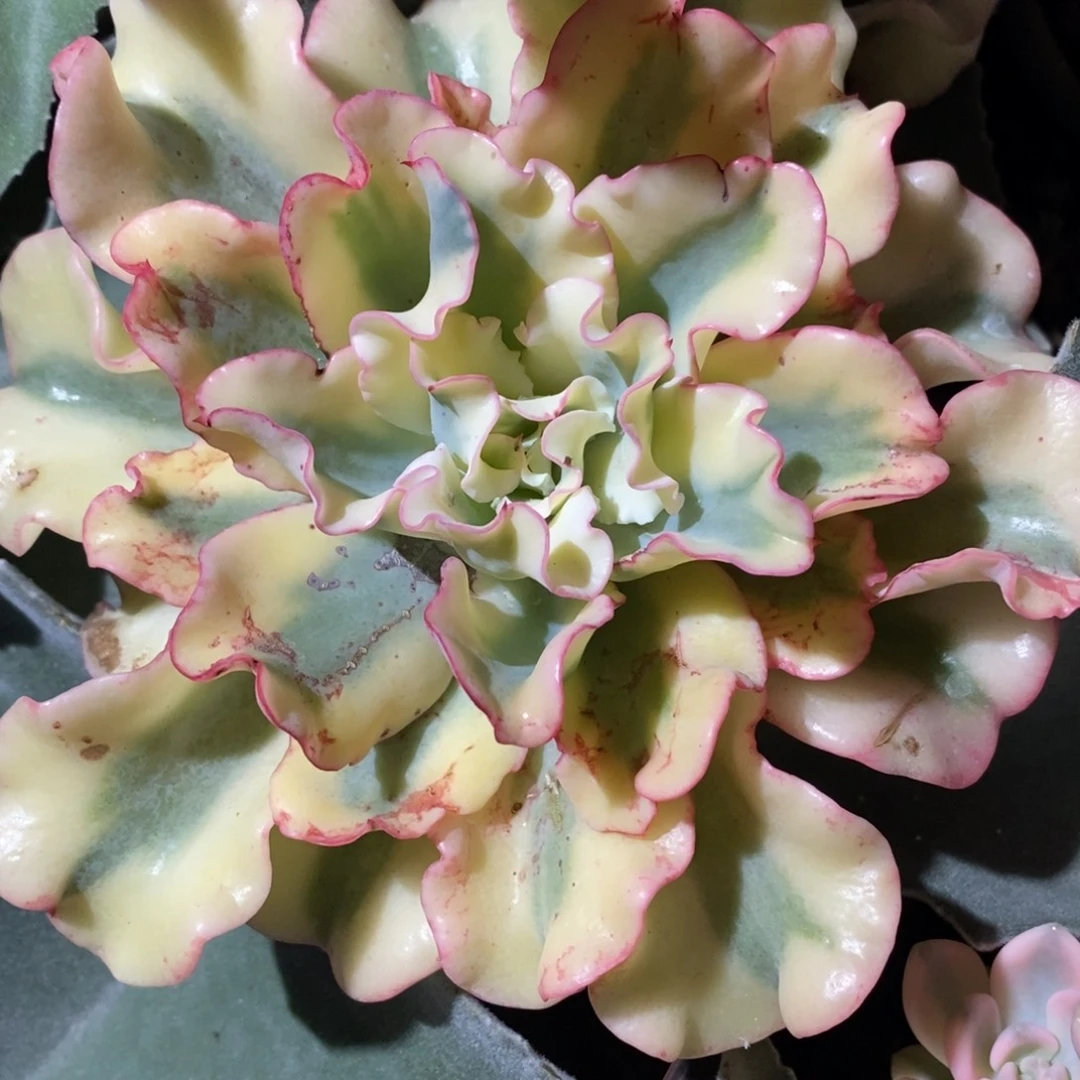 不开花植物水瓶座完美基因锦
