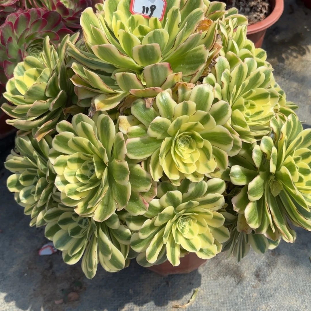 119希尼亚多肉植物绿植