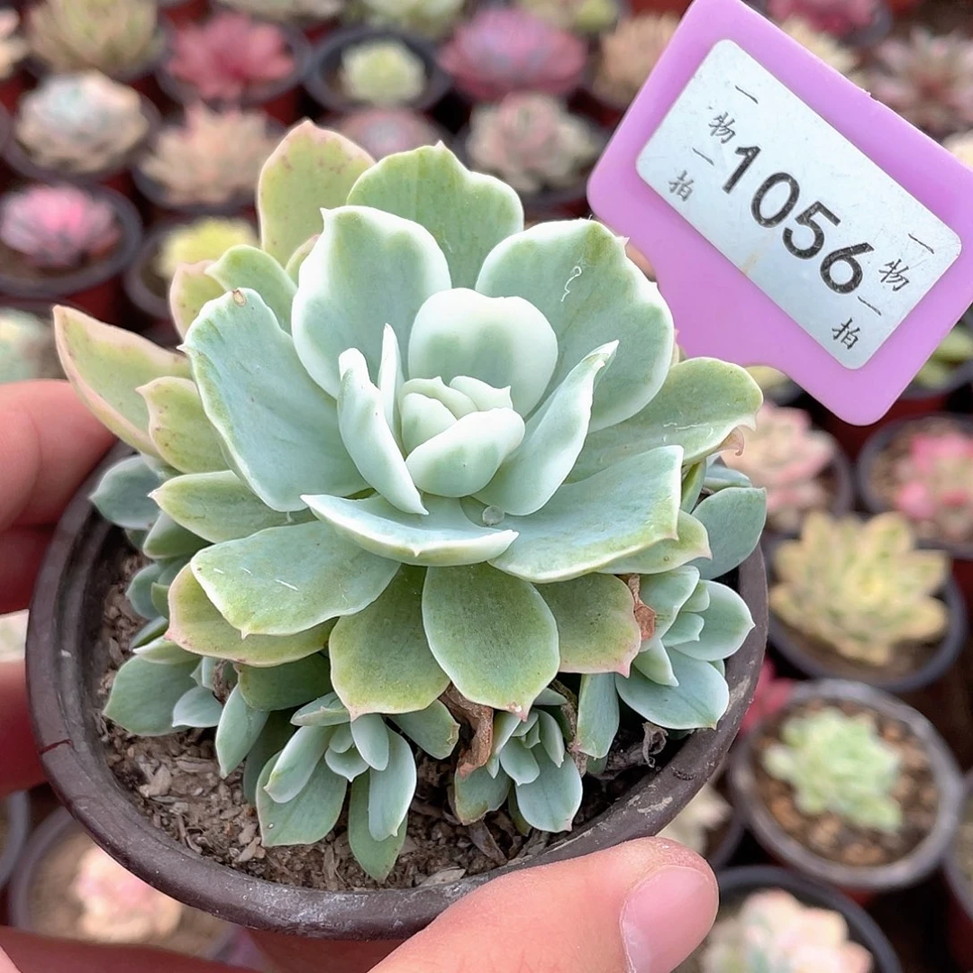柠檬锦手捧1056号