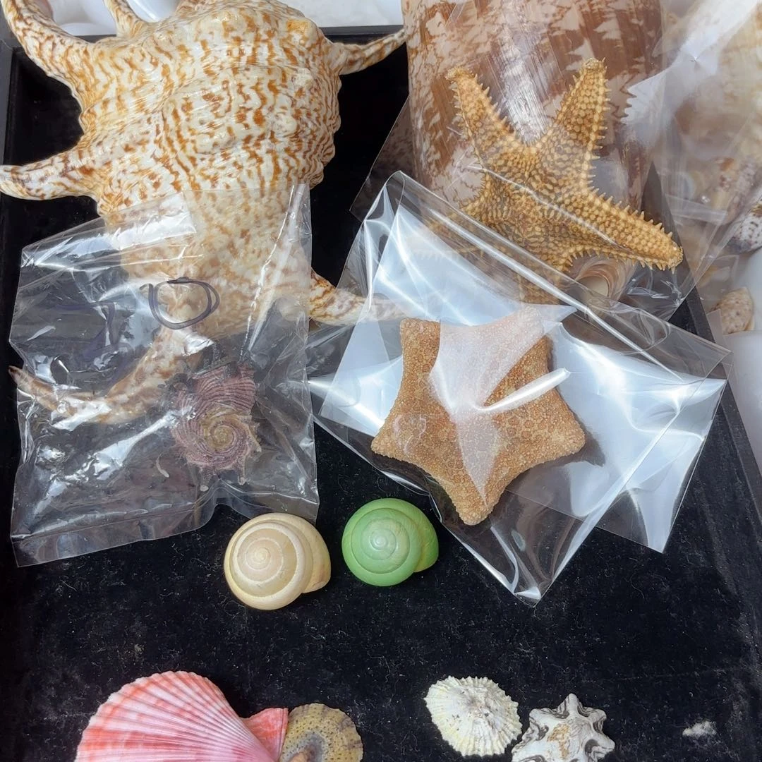 天然海螺贝壳标本福利