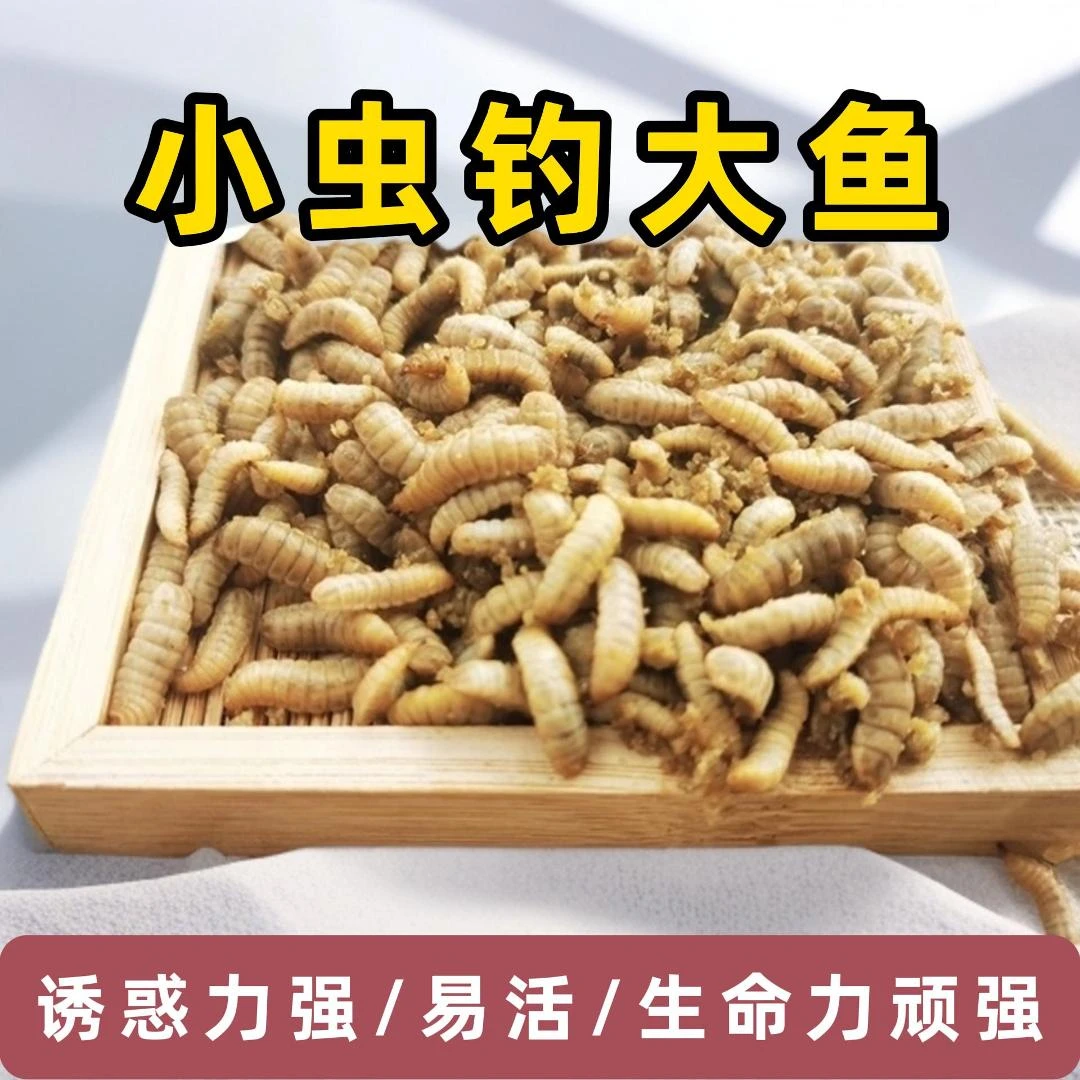 《蛋白钓鱼虫》活性饵动态饵味型饵鲫鲤草鳊青罗飞鲶鱼黄辣丁专用.